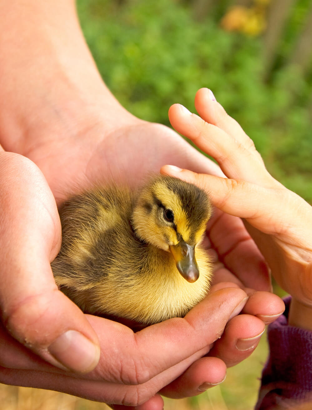 foto de un patito simbolizando bienestar animal