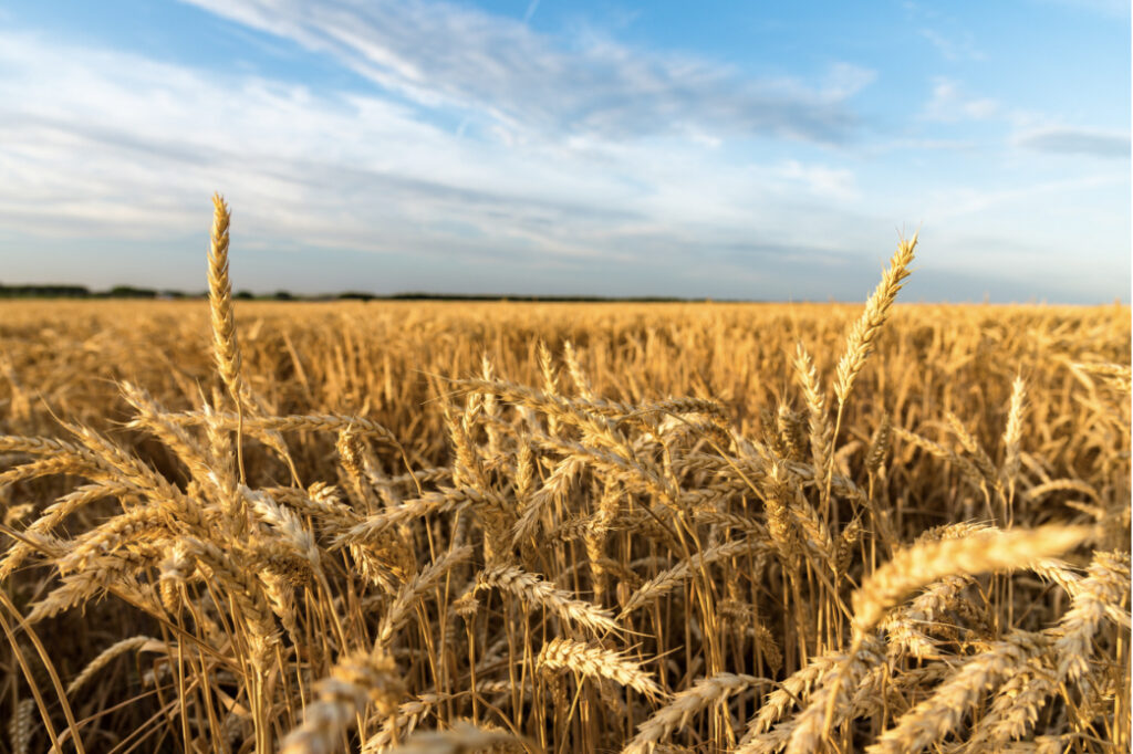 un campo de trigo en un pueblo de Albacete, cerca de la localidad de Protiberia