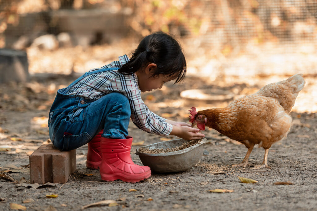 Asian little girl and young woman feed the chicken in layer and house farm eggs. People kid woking outdoor stay home.