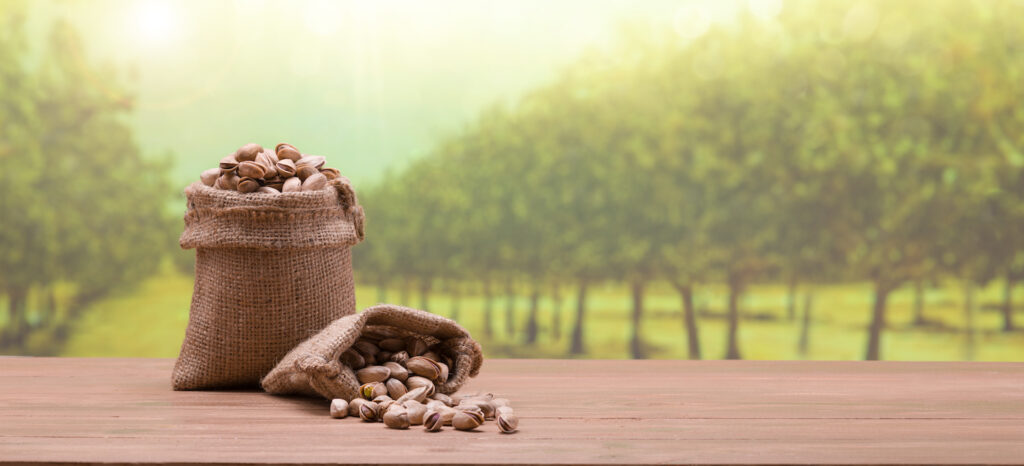 Pistachios in linen bag, Pistachio farm in the background. Pistachio kernels on the table