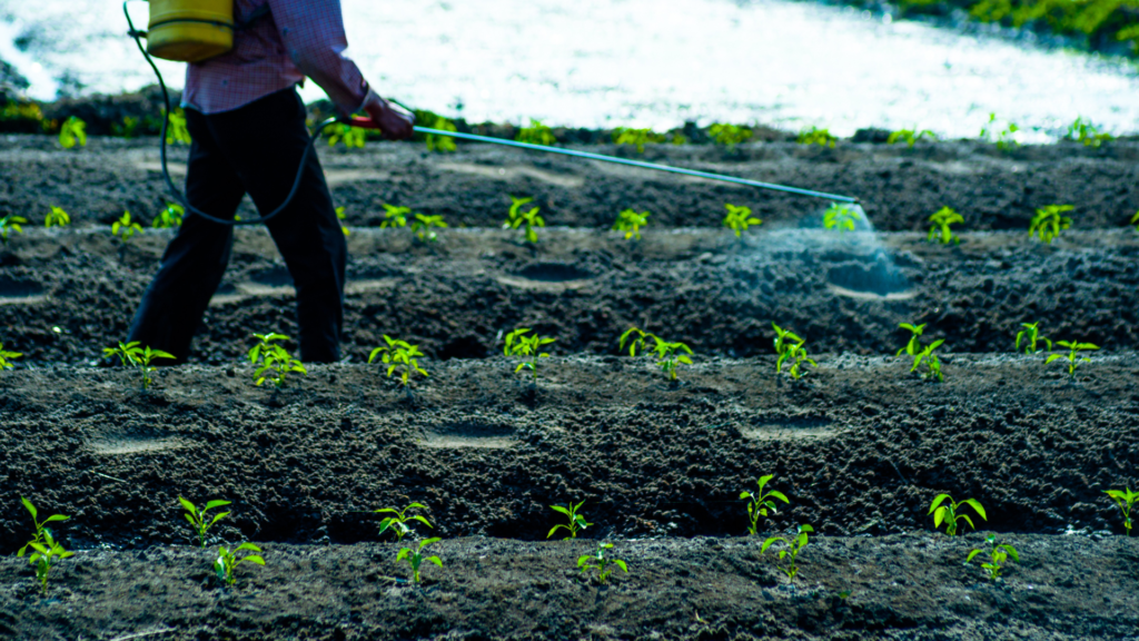 un agricultor fumigando un cultivo con el biofertilizante ecologico Frass