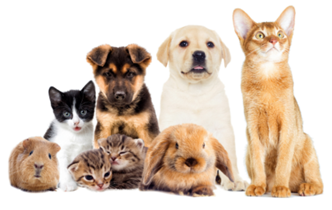 alimento para mascotas como perros, gatos, hamsters, conejos, guinea pigs, iguanas.