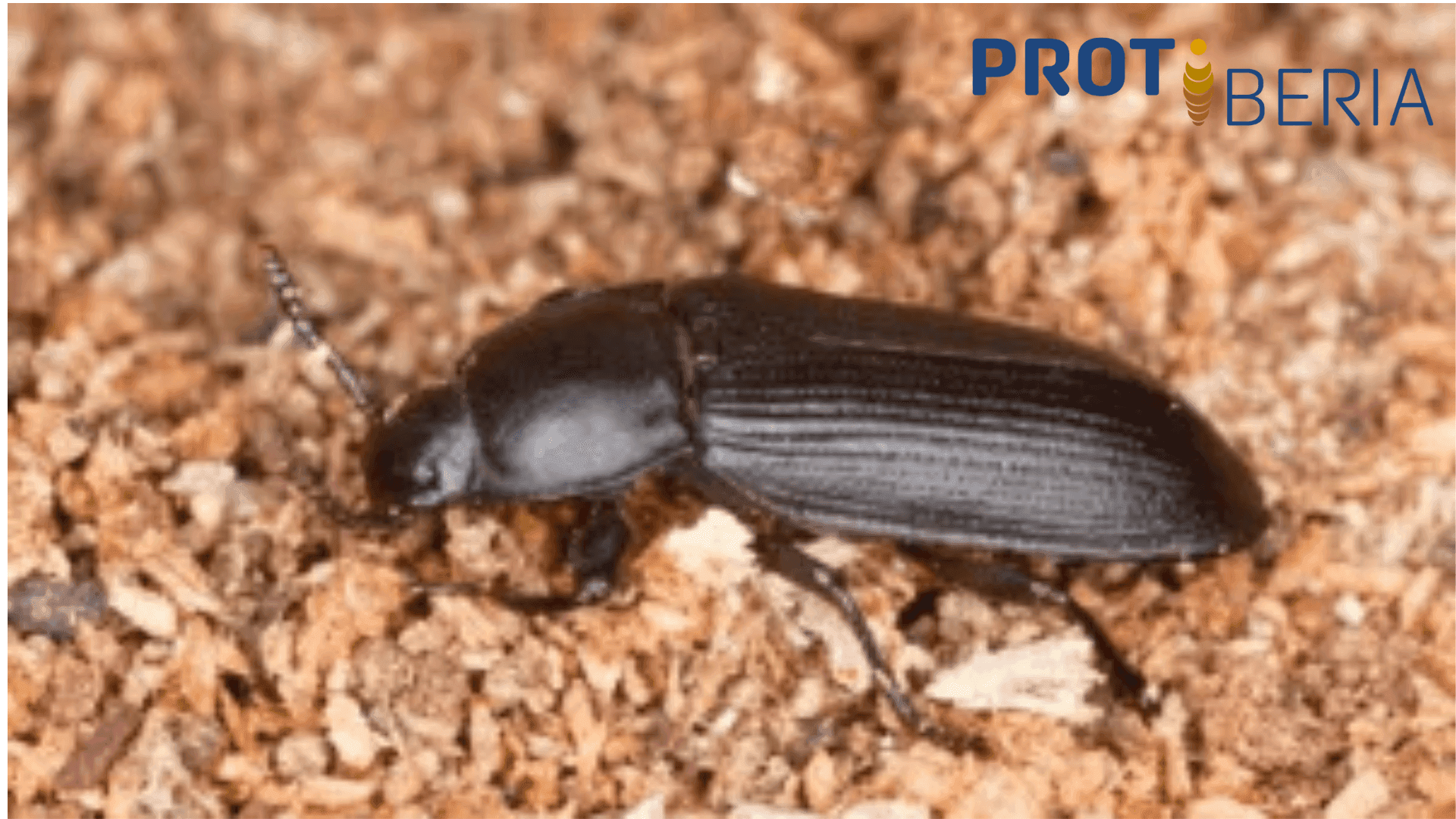 Tenebrio molitor