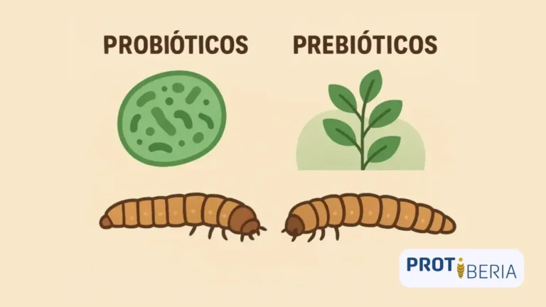Tenebrio molitor, probióticos, prebióticos, dieta