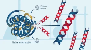 Insect protein hydrolysates